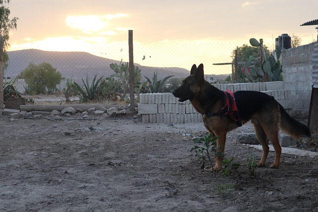 Chien De Garde Heureux - Photo gratuite sur Pixabay - Pixabay