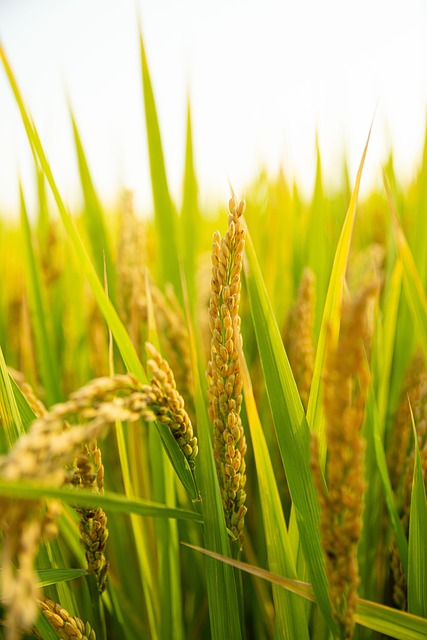 Free Rice Rice Field photo and picture