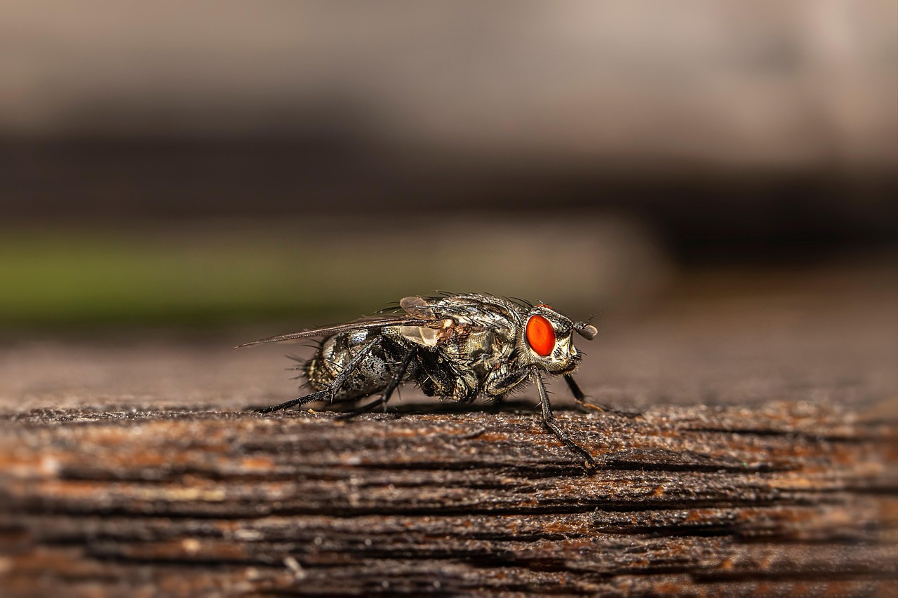 Fly - free online jigsaw puzzle photo
