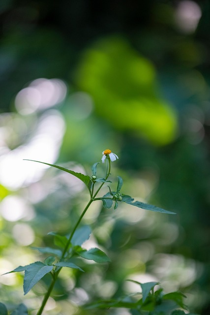 Blomst, Blader, Anlegg, Hvit Blomst