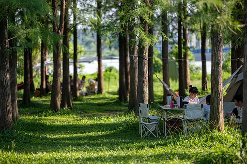 Trær, Skog, Sommer, Grønn, Leir, Camping
