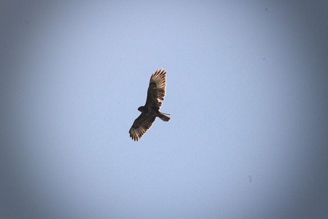 Free Bird Animals photo and picture