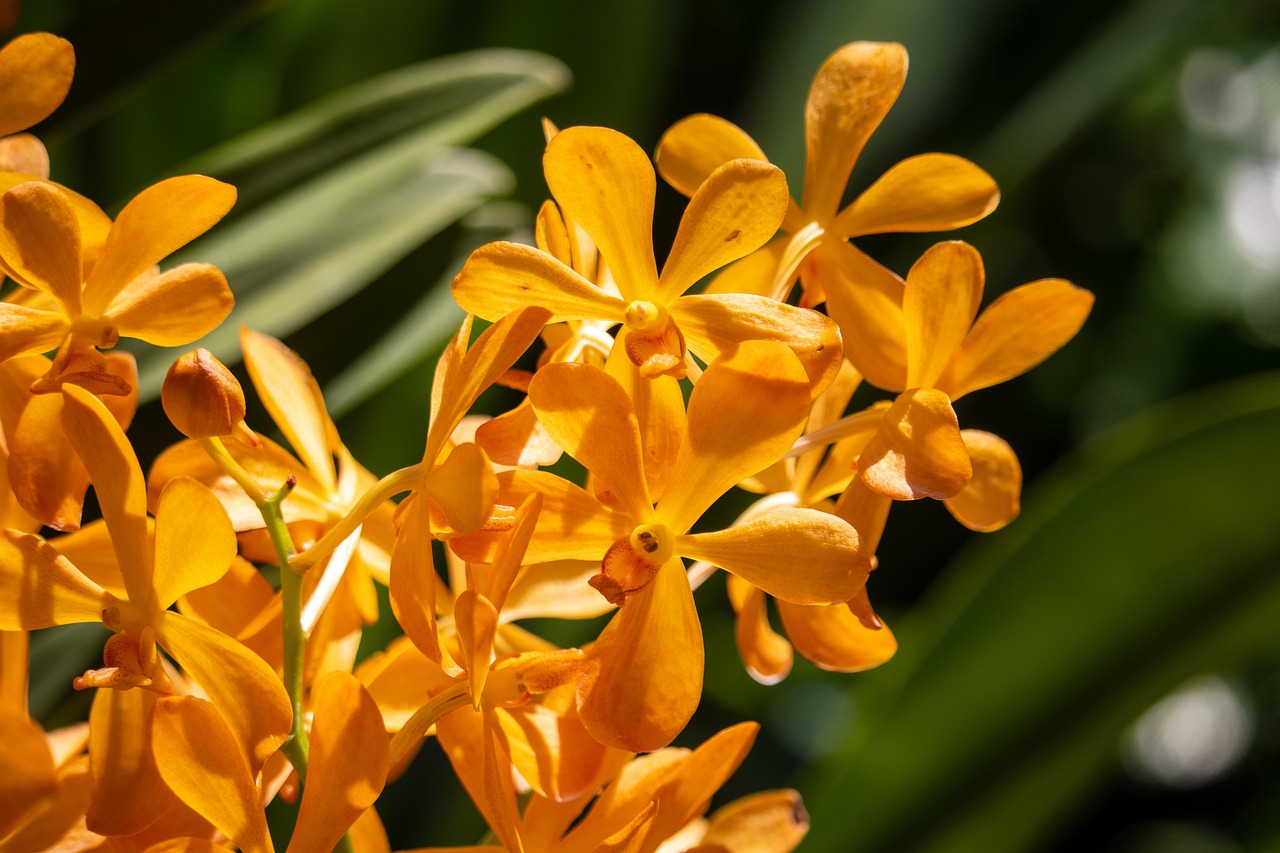 蘭 フラワーズ オレンジ色の花 - Pixabayの無料写真 - Pixabay