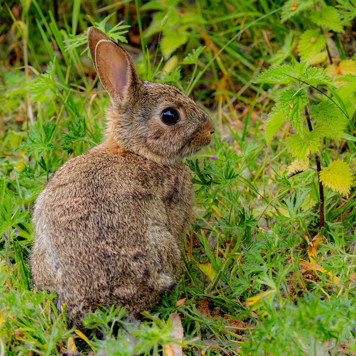 European Rabbit Bunny Free photo on Pixabay Pixabay