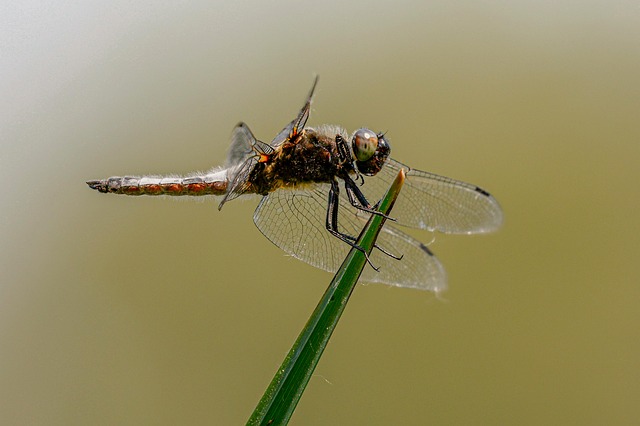 insect, dragonfly, entomology, macro, species, wildlife, fauna, wings