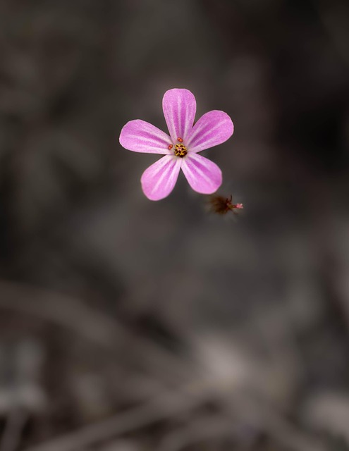 Free Flower Pink Flower photo and picture