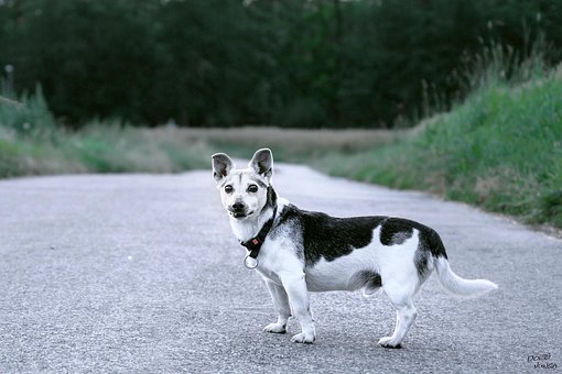 Free Dog Jack Russel photo and picture