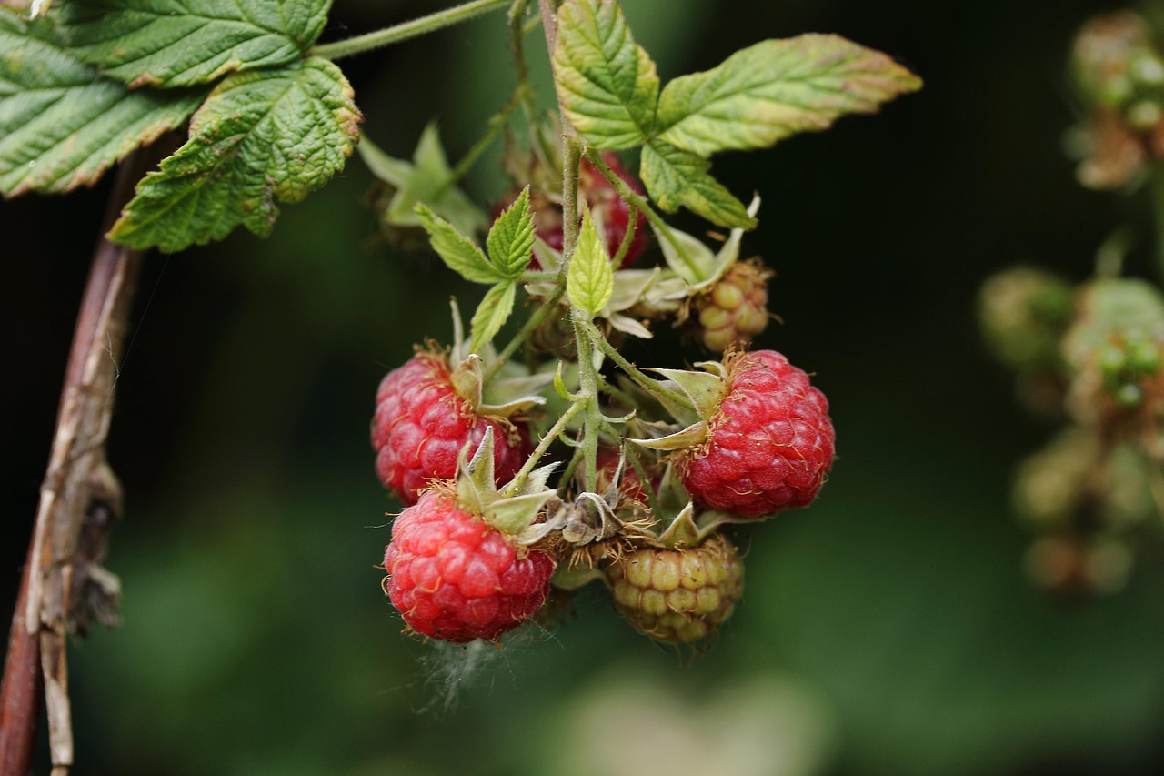 Raspberries Fruit Plant Free photo on Pixabay Pixabay