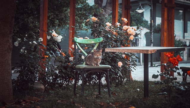 Free Cat Chair photo and picture