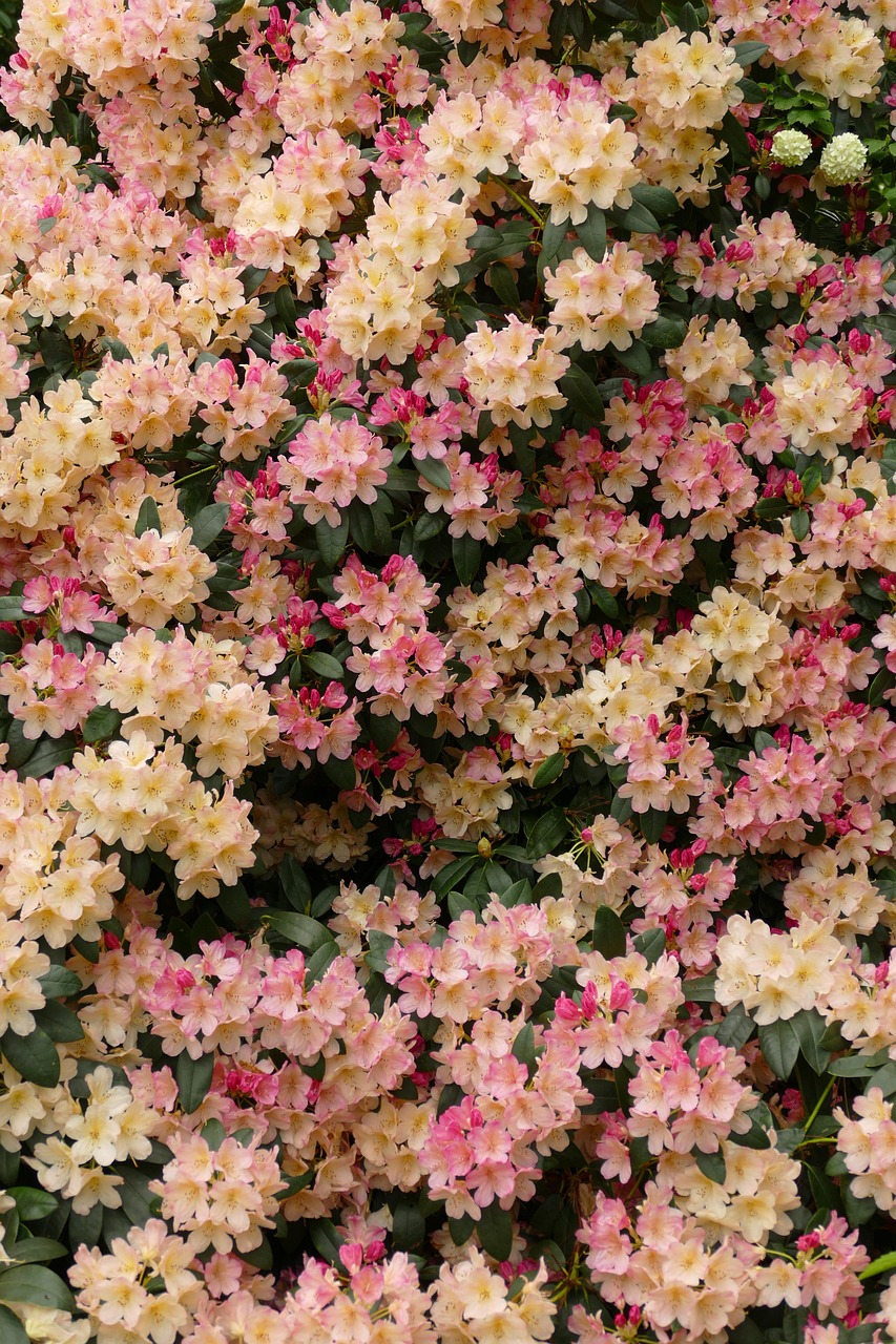 Rhododendron Heather Family - Free photo on Pixabay