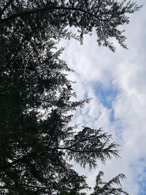 Træ, Himmel, Blå, Skyer, Natur, Udendørs