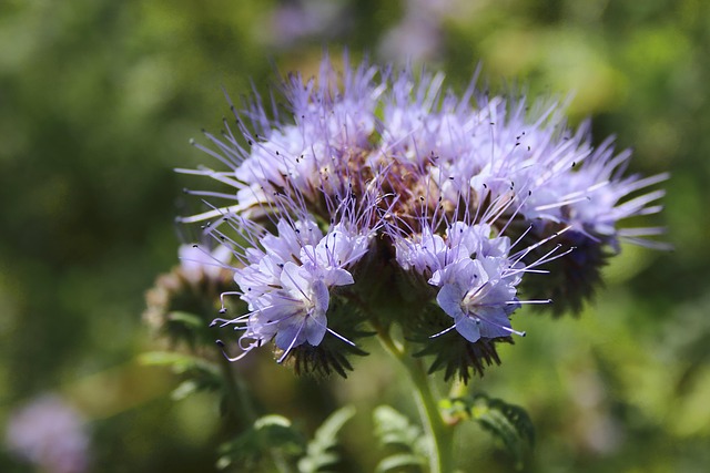 Fleur Botanique Phacélie - Photo gratuite sur Pixabay - Pixabay
