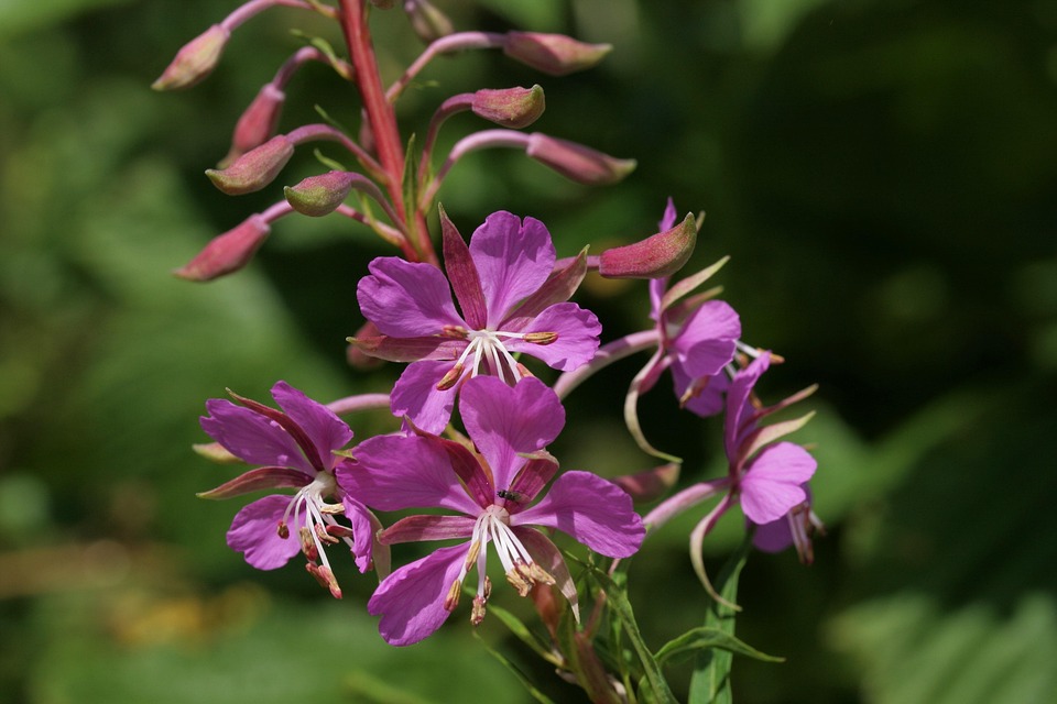 Epilobium Weidenröschen Blumen - Kostenloses Foto auf Pixabay - Pixabay