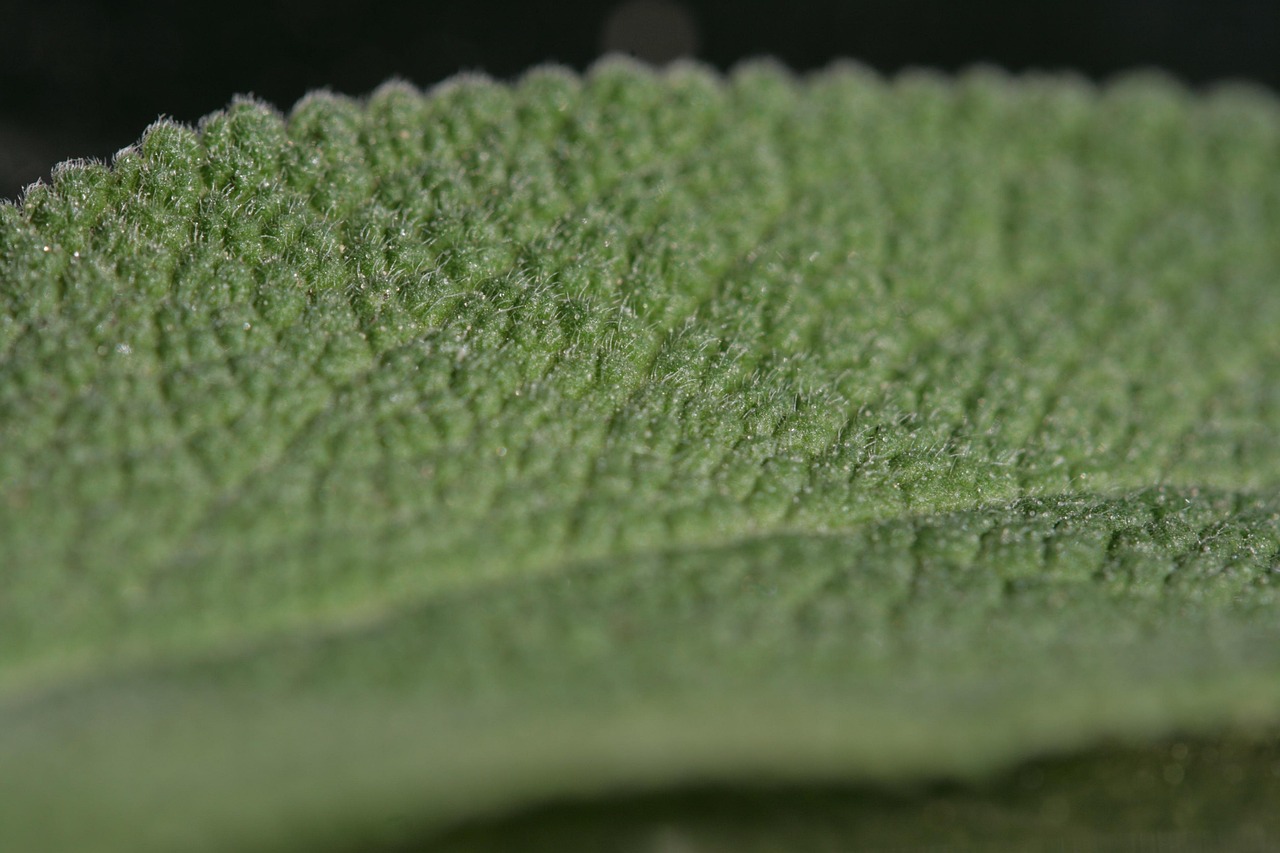 Sage Leaf Plant Free photo on Pixabay Pixabay