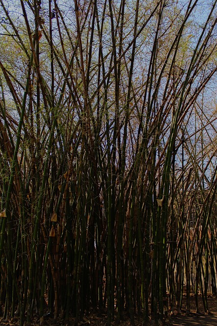 Madre, Bambú, Varilla, Caña, Vegetal