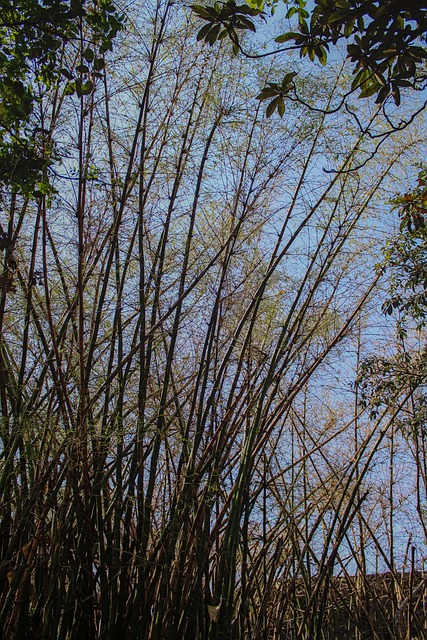Bambú, Selva, Zoo, Fauna Silvestre