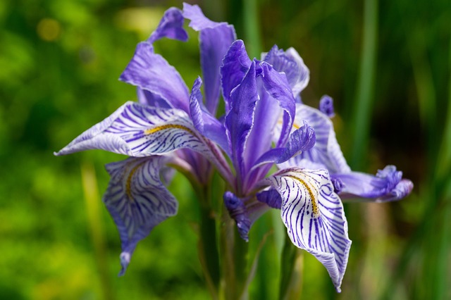 Free Iris Flower photo and picture