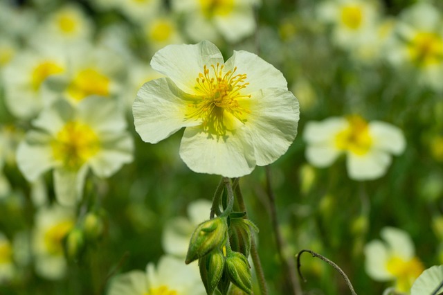 Free Rock Rose Flower photo and picture