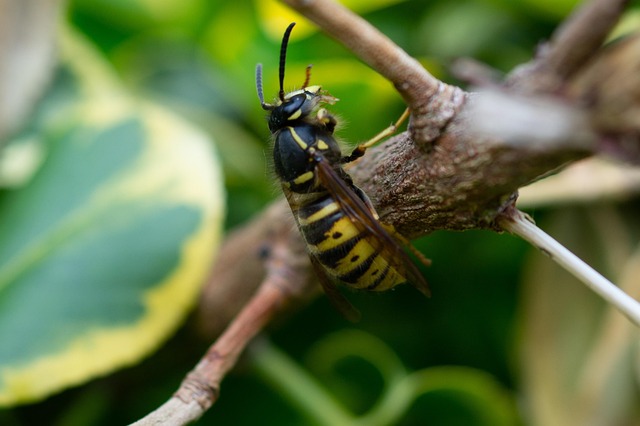 Free Hornet Insect photo and picture