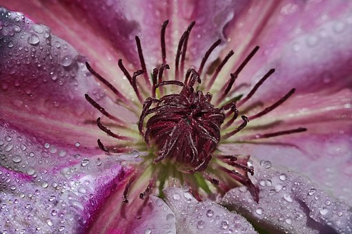 Free Flower Bloom photo and picture