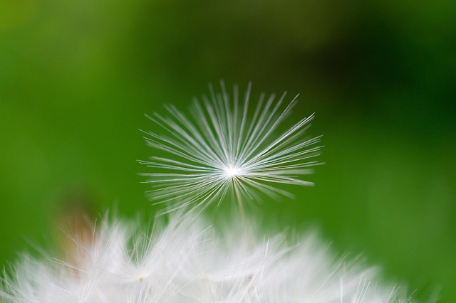 Free Dandelion Flower photo and picture