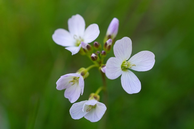 Free Meadow Cress Flowers photo and picture