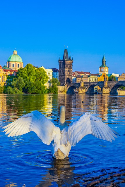 Cisne, Rio Vltava, Catedral, Praga