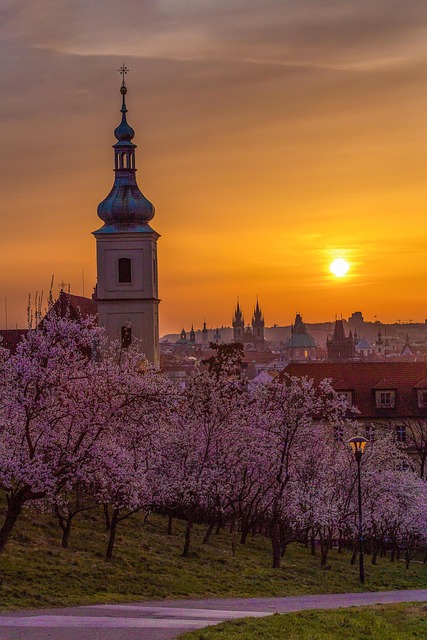 Sunrise, Catedral, Flor De Cerejeira