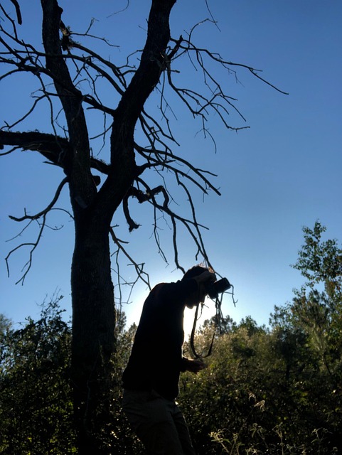 Free Forest Shadow photo and picture