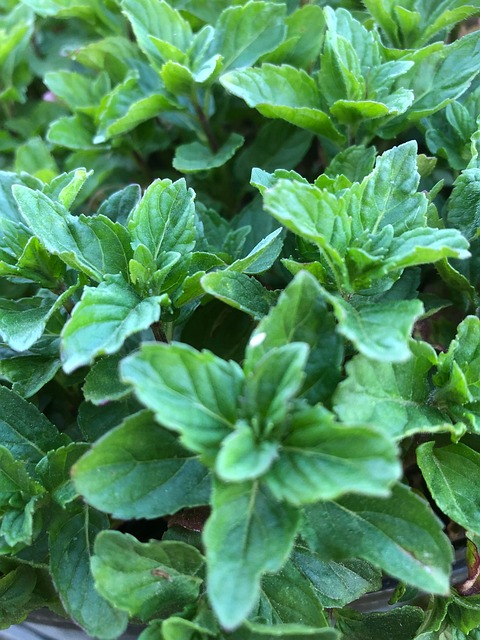 Free Mint Herbs photo and picture