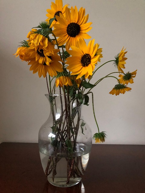 Free Sunflower Flower photo and picture