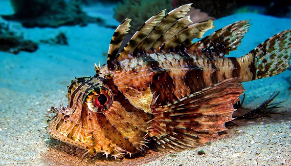 Fisch, Tropischer Fisch, Meeresgrund
