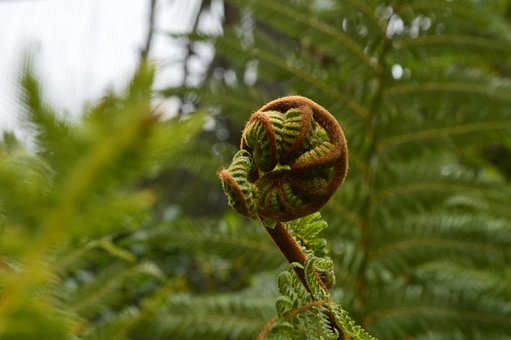 Koru, Samambaia, Planta, Verde, Jardim