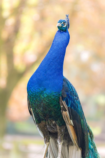 Pájaro Pavo Real Plumas - Foto gratis en Pixabay