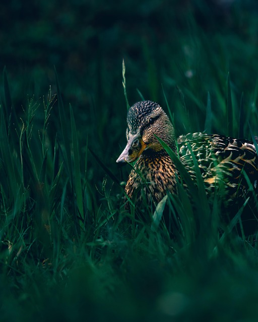 Free Bird Duck photo and picture