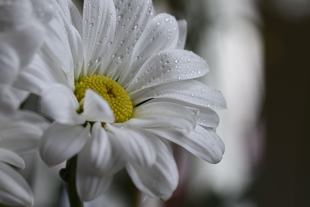 Flor, Margarita, Pétalos, Gotas De Rocío