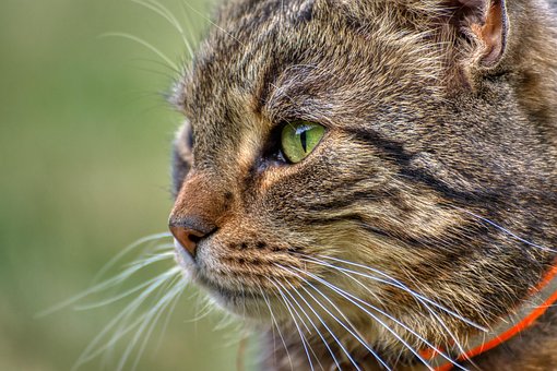 Free Cat Pet photo and picture