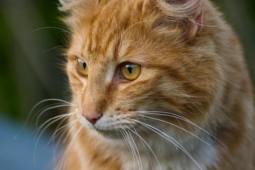 Free Cat Pet photo and picture