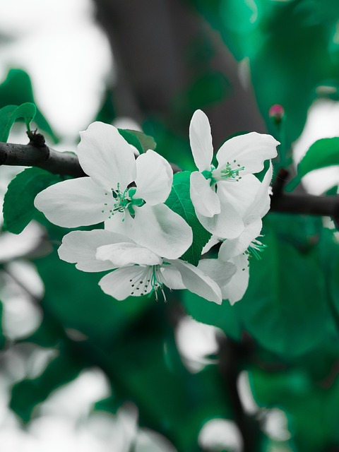 Græs, Planter, Natur, Blomst, Blad, Træ