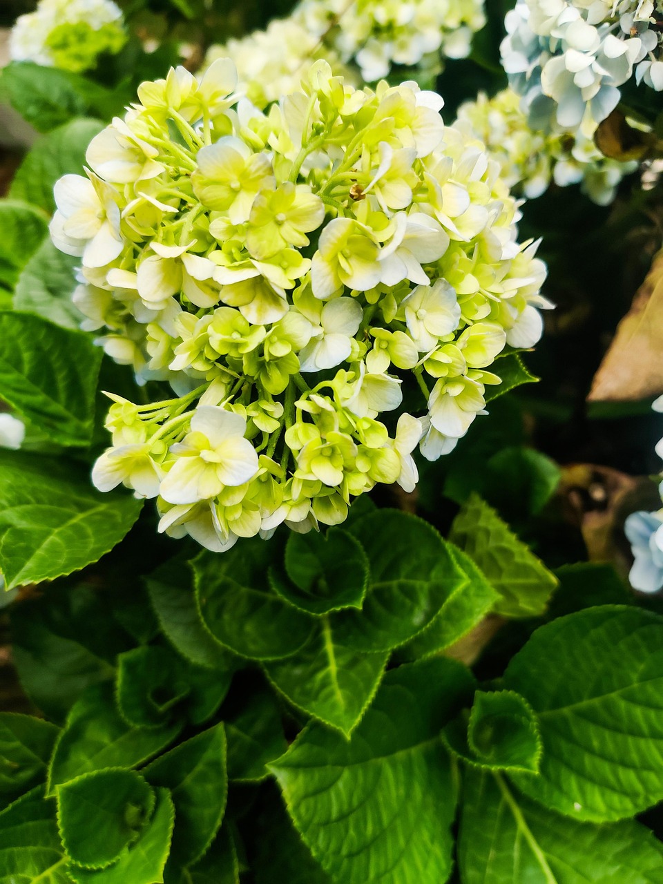 Hydrangea Flowers Plant Free photo on Pixabay Pixabay