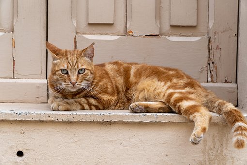 Kat, Dier, Zoogdier, Kom Tot Rust