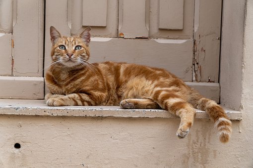 Kat, Oranje, Garfield, Portret, Malta