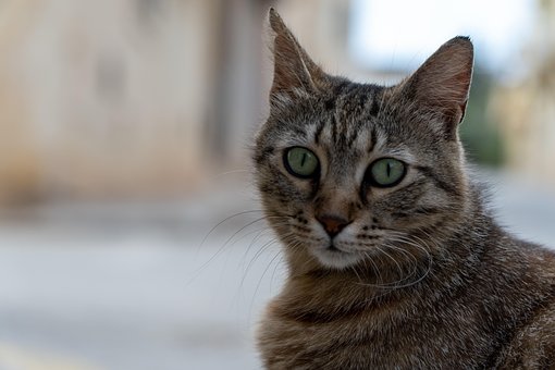 Kat, Portret, Dier, Katachtig, Huisdier