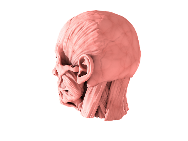 Free human head anatomy illustration