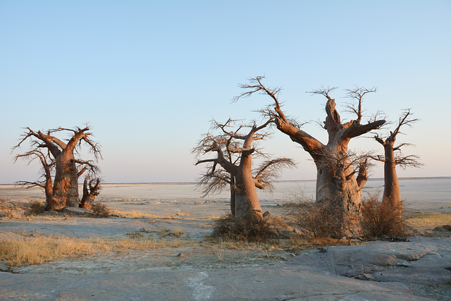 Árboles, Desierto, Baoba, Botswana