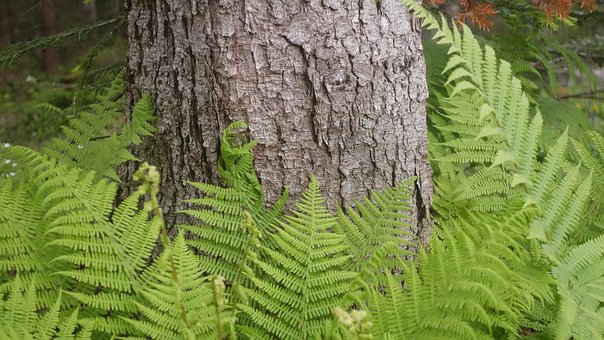 Free Tree Trunk Ferns photo and picture