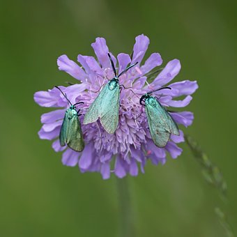 Ala Metalica, Sombrero Azul, Insectos