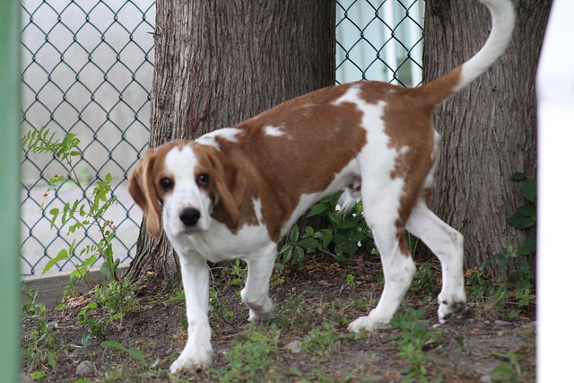 Free Dog Muzzle photo and picture