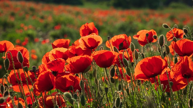 Free Poppies Flowers photo and picture