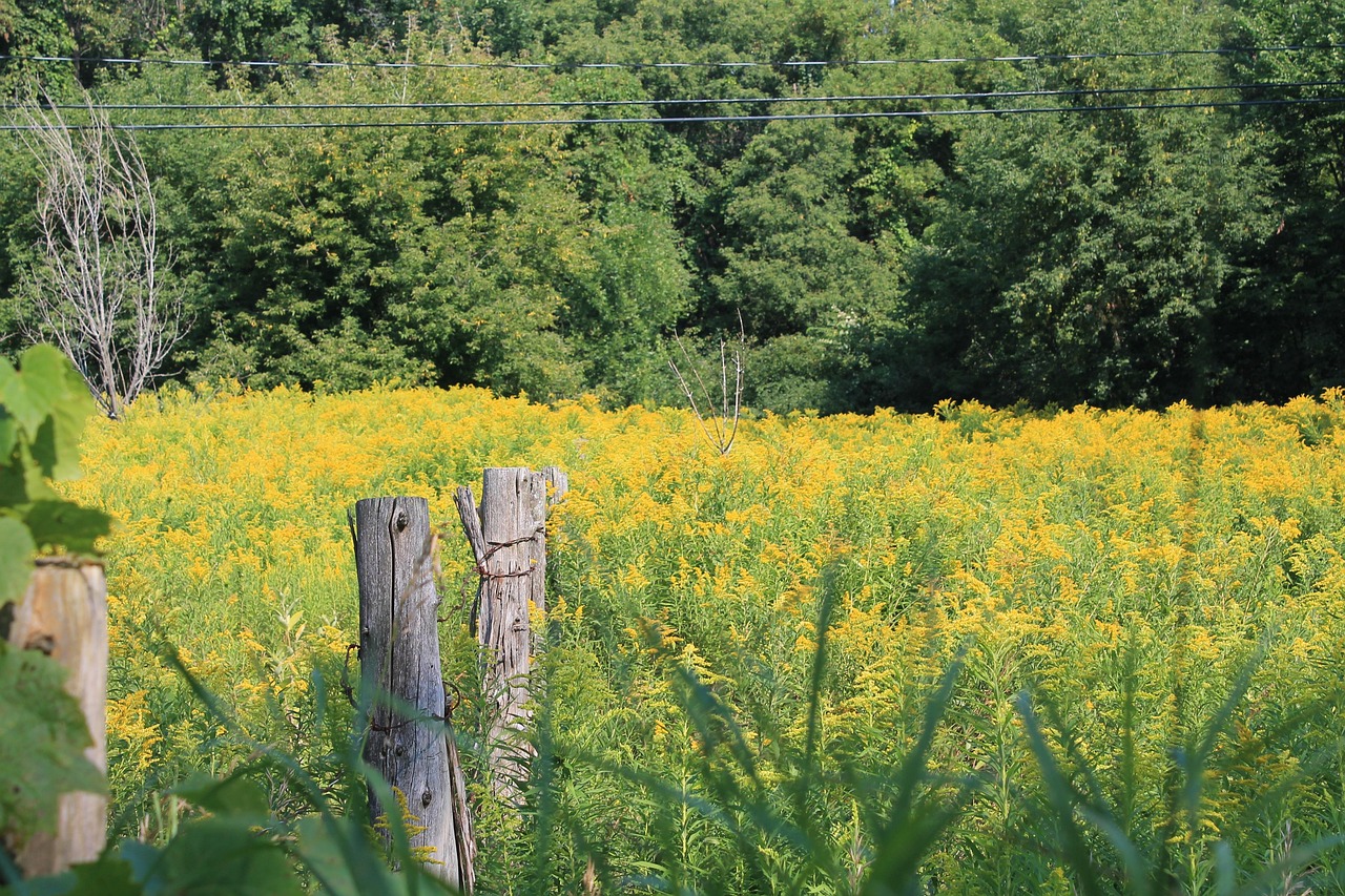 Campo Flores Amarelo Foto gratuita no